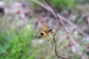 Dragonfly perched delicately on a thin branch against a blurred green background
