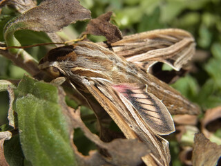 Farfalla