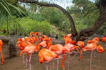 Flamingos at the Gladys Porter Zoo, located in Brownsville, Texas.
