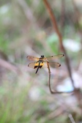 A detailed macro shot capturing a dragonfly resting on a thin branch in a blurry natural environment