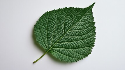 Detailed Close-Up of Large Green Leaf Texture Against Soft Light Neutral Background