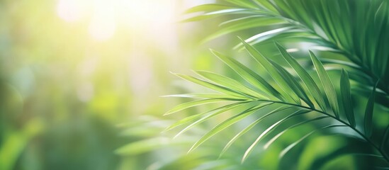 Obraz premium Defocused lush green palm leaves illuminated by soft sunlight creating a tropical summer ambiance against a blurred white background ideal for wall art decor.