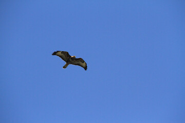 Red Kite in Flight