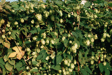 bunches of growing wild hops