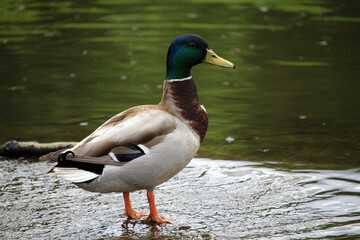 Duck by the Water