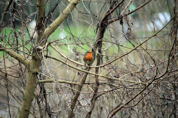 Robin on a Branch