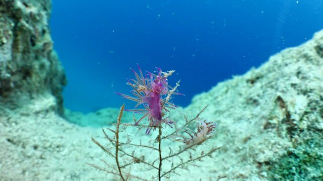 nudibranch flabellina nudi branch nudybranch  underwater slug ocean scenery