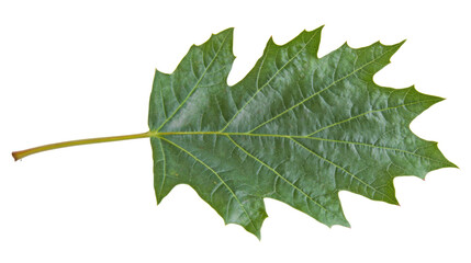 Naklejka premium Close-Up of a Vibrant Green Maple Leaf Isolated on White Background with Intricate Veins and Textures Highlighting Nature's Beauty, Ideal for Environmental Themes and Projects
