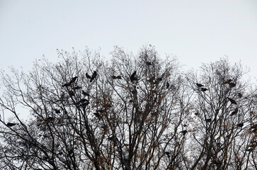 木の上のカラス
