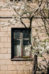 cherry blossoms near the window