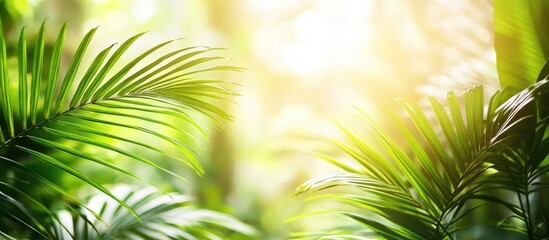 Obraz premium Vibrant greens of tropical palm leaves in sunlight creating a soft defocused background, perfect for wall art and summer-themed interior decor.