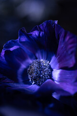 Anemone coronaria, Anemone Poppy Blue, windflower