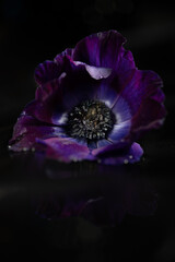 Anemone coronaria, Anemone Poppy Blue, windflower