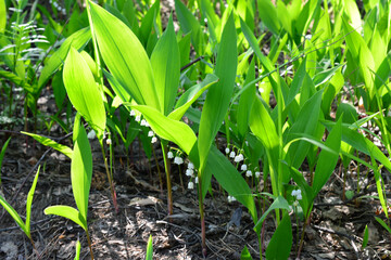 green lawn in the forest with Lily of the Valley in Bloom with sunlight