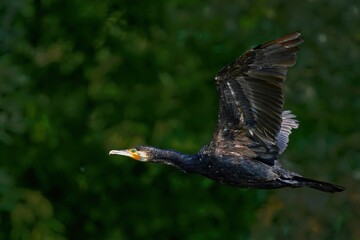 Great cormorant (Phalacrocorax carbo) in flight against green background. Bird in flight.
