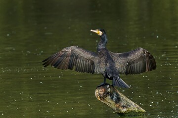 Great cormorant (Phalacrocorax carbo) sits on branch and dries its wings on the wind.