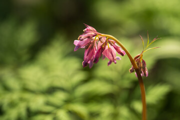 Corýdalis sólida, fumewort