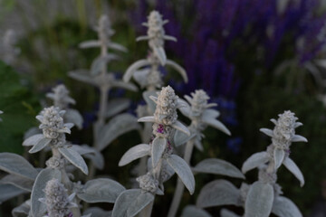 lamb's ear, Stachys byzantina