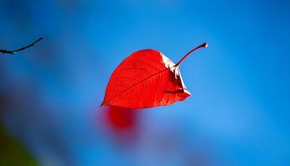 Vibrant red leaf against a clear blue sky.  Perfect for autumn, nature, and seasonal designs.  Use as a backdrop, header, or accent in your projects.  High-resolution image ideal for print and web.