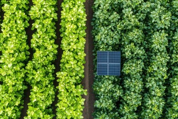 Aerial view of rows of leafy green crops flanking a solar panel, showcasing sustainable agricultural practices and renewable energy integration.