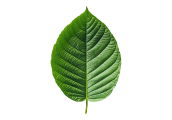 Photo of kratom leaf.