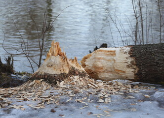A tree felled by beavers on the riverbank