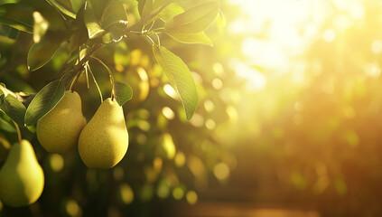 Fruit pears hanging on a tree in a sunny orchard