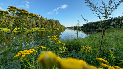 Yellow wildflowers with the Gauja River and a pine forest in the background