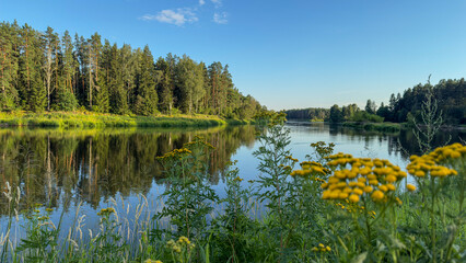 Yellow wildflowers with the Gauja River and a pine forest in the background