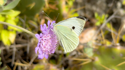 Pieris brassicae, the large white butterfly perched on a vibrant purple wildflower in nature