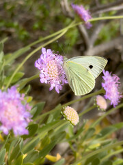 Pieris brassicae, the large white butterfly perched on a vibrant purple wildflower in nature