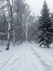 Serene snow-covered forest path lined with tall, bare trees.
