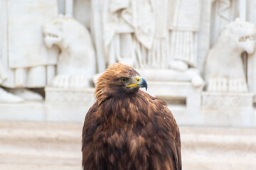 golden eagle