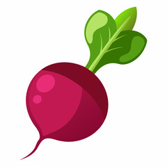 Beetroot vector illustration white background