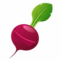 Beetroot vector illustration white background