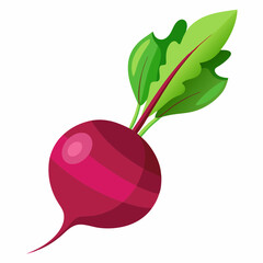 Beetroot vector illustration white background