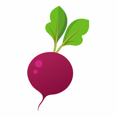 Beetroot vector illustration white background