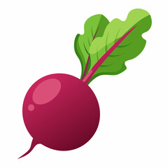 Beetroot vector illustration white background