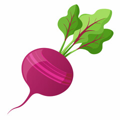 Beetroot vector illustration white background