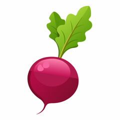 Beetroot vector illustration white background