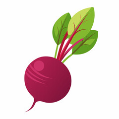 Beetroot vector illustration white background