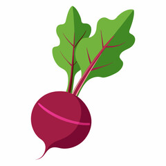 Beetroot vector illustration white background