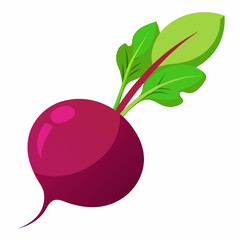 Beetroot vector illustration white background