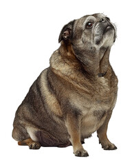 Adorable senior pug dog sitting, looking up;  studio shot, white background. Perfect for pet, animal lover, veterinary, or senior pet themes.