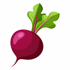 Beetroot vector illustration white background