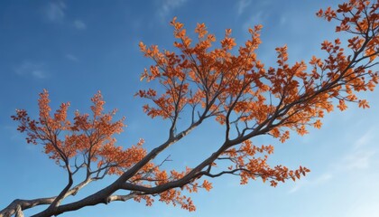 Branches swaying gently in a breeze against a clear blue sky , nature photography, outdoor scene, trees