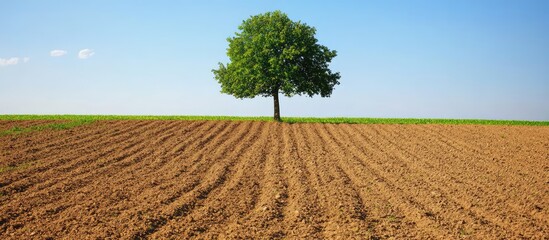 Obraz premium Lone green tree in a plowed field under a clear blue sky, with vibrant grass at the horizon and ample space for text on bare soil.