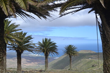 View through some palm trees