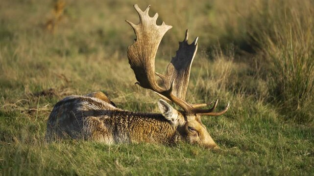 Fallow deer resting on grassy field under soft sunlight. Male deer lying peacefully with large antlers catching light. Wild buck reclining in open meadow surrounded by dry grass. Tranquil wildlife