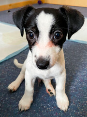 Jack Russell Terrier Puppy